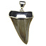 Silver pendant with fossil shark tooth