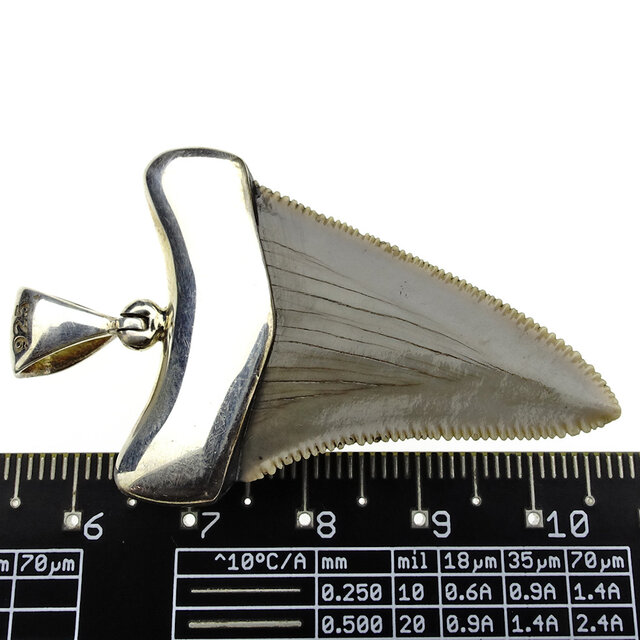 Silver pendant with fossil shark tooth