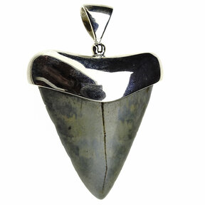 Silver pendant with fossil shark tooth