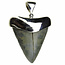 Silver pendant with fossil shark tooth
