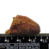 Real dinosaur tooth from a Spinosaurus