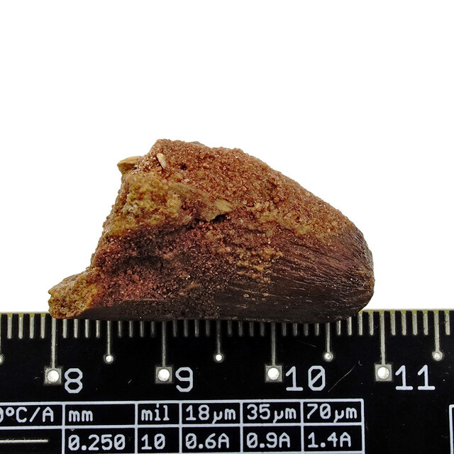 Real dinosaur tooth from a Spinosaurus