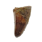 Real dinosaur tooth from a Spinosaurus
