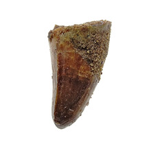 Real dinosaur tooth from a Spinosaurus
