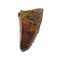 Real dinosaur tooth from a Spinosaurus