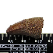 Real dinosaur tooth from a Spinosaurus