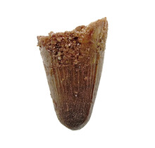 Real dinosaur tooth from a Spinosaurus