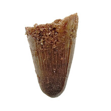 Spinosaurus tooth