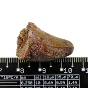 Real dinosaur tooth from a Spinosaurus