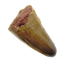 Real dinosaur tooth from a Spinosaurus