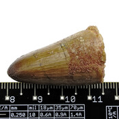 Echte dinosaurus tand van de spinosaurus