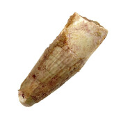 Real dinosaur tooth from a Spinosaurus