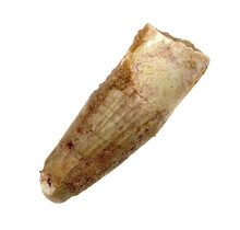 Real dinosaur tooth from a Spinosaurus