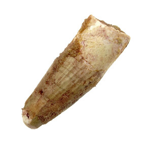 Spinosaurus tooth