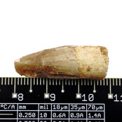 Real dinosaur tooth from a Spinosaurus