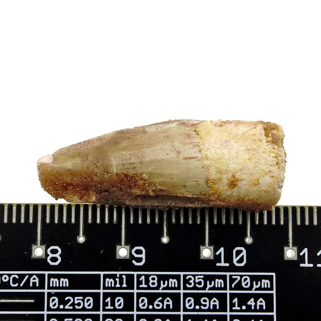 Real dinosaur tooth from a Spinosaurus