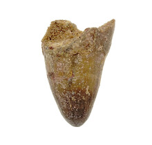 Real dinosaur tooth from a Spinosaurus