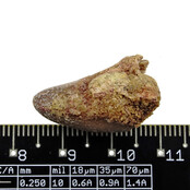 Real dinosaur tooth from a Spinosaurus