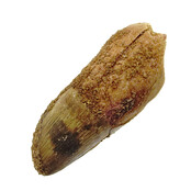 Echt Dinosaurier Zahn spinosaurus