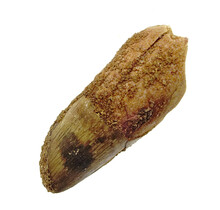 Real dinosaur tooth from a Spinosaurus