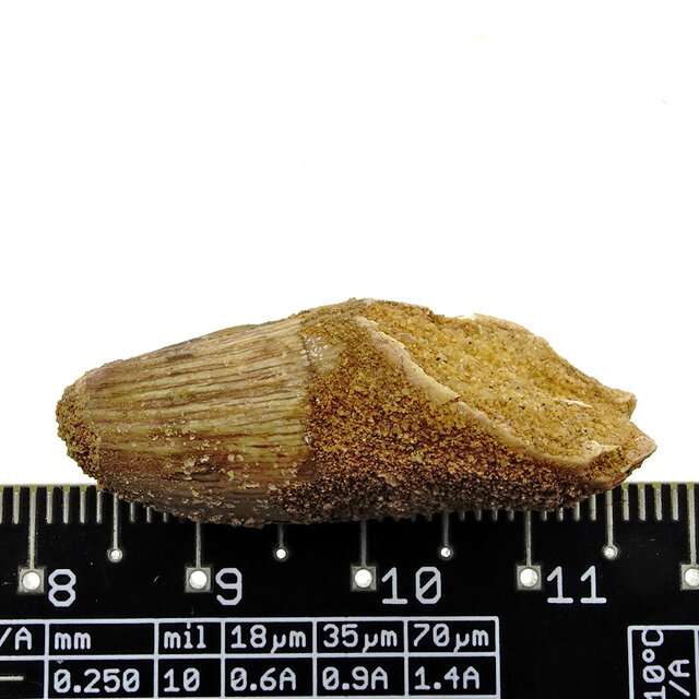 Real dinosaur tooth from a Spinosaurus