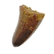 Real dinosaur tooth from a Spinosaurus