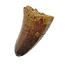 Real dinosaur tooth from a Spinosaurus