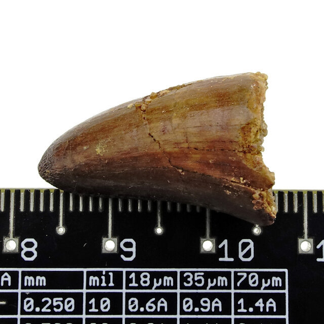 Echte dinosaurus tand van de spinosaurus