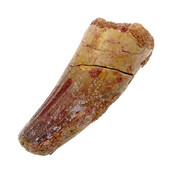 Real dinosaur tooth from a Spinosaurus