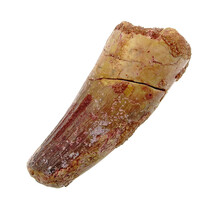 Real dinosaur tooth from a Spinosaurus