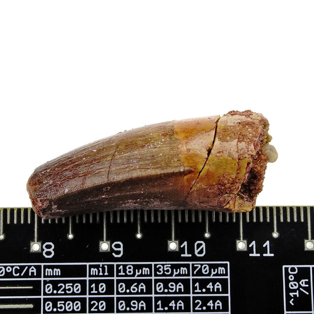 Real dinosaur tooth from a Spinosaurus