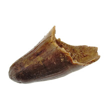 Spinosaurus tooth