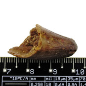 Real dinosaur tooth from a Spinosaurus