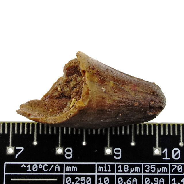 Real dinosaur tooth from a Spinosaurus