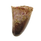 Echte dinosaurus tand van de spinosaurus