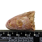 Real dinosaur tooth from a Spinosaurus