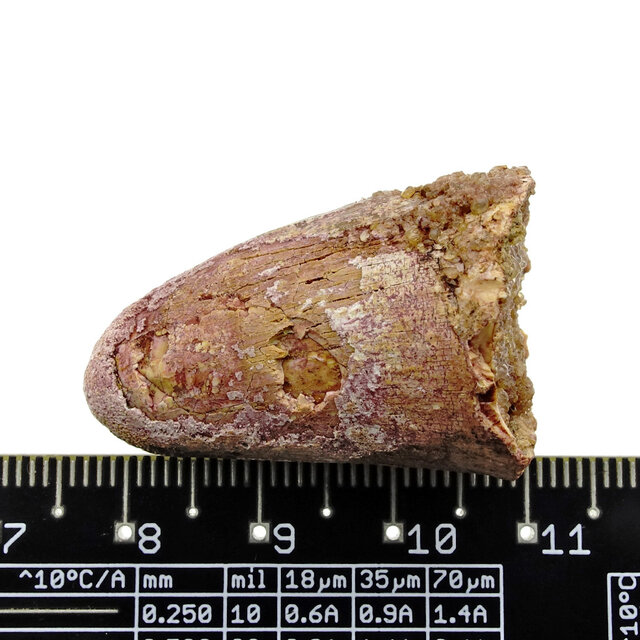 Echte dinosaurus tand van de spinosaurus