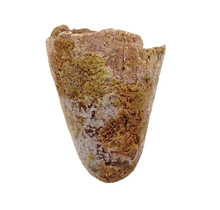 Real dinosaur tooth from a Spinosaurus