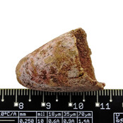 Echte dinosaurus tand van de spinosaurus