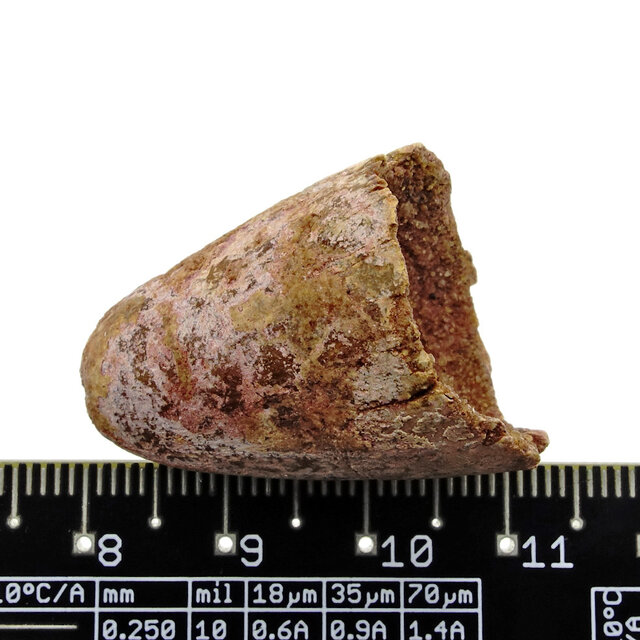 Real dinosaur tooth from a Spinosaurus