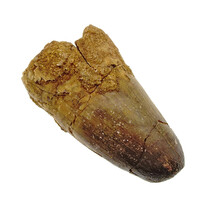 Real dinosaur tooth from a Spinosaurus