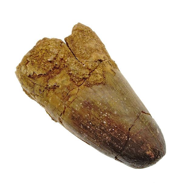 Echte dinosaurus tand van de spinosaurus