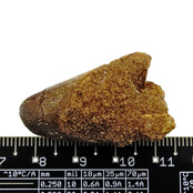 Real dinosaur tooth from a Spinosaurus