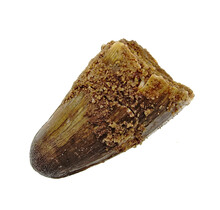 Real dinosaur tooth from a Spinosaurus