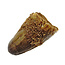 Real dinosaur tooth from a Spinosaurus