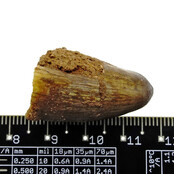 Real dinosaur tooth from a Spinosaurus