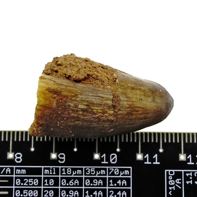 Real dinosaur tooth from a Spinosaurus