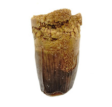 Real dinosaur tooth from a Spinosaurus