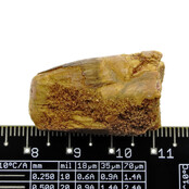 Real dinosaur tooth from a Spinosaurus