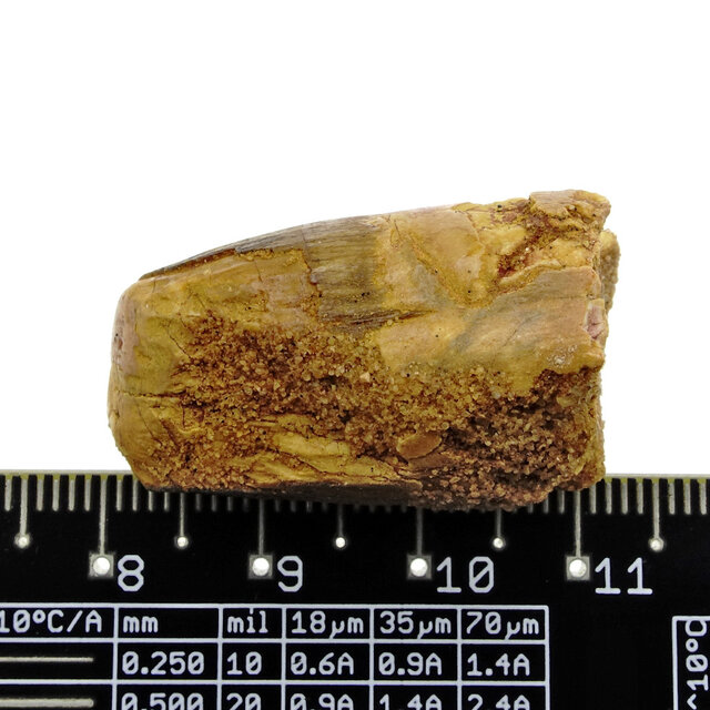 Real dinosaur tooth from a Spinosaurus